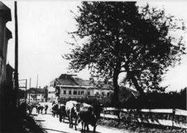 Viehtrieb um die "Kirchreibe" in Ebbs um 1930