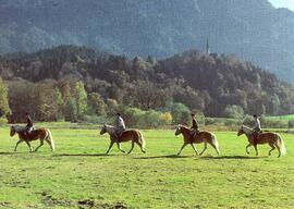 Postkarte Ebbs vier Haflinger Pferde mit Reitern