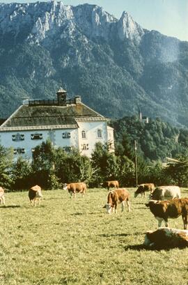 Ebbs Schloss Wagrain mit Kühen ca 1970