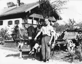 Astner Simon, Riapl, mit Kuhgespann vor Scheiberbauer in Oberndorf um 1955