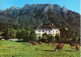 Postkarte Ebbs Schloss Wagrain mit Kühen