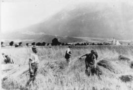 Getreide Schnitt in Ebbser Innauen Johann Greiderer Althaus 1943
