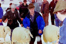 Schafzuchtverein 50 Jahre