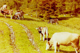 Einweihung E-Werk Flaurlinger Alm