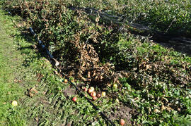 Schaden nach Wintereinbruch im Apfelgarten