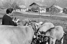 Ausstellung der Braunviehzüchter