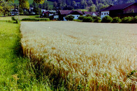 Ansichten in Dorf, Feld und Kalvarienberg