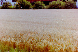 Ansichten in Dorf, Feld und Kalvarienberg