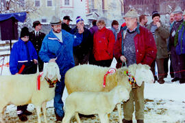 Schafzuchtverein 50 Jahre