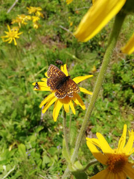 Schmetterling auf gelbem Enzian