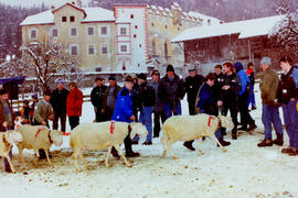 Schafzuchtverein 50 Jahre