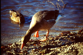 Enten am Inn