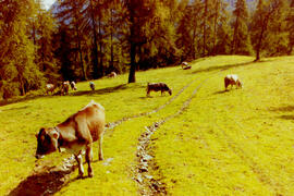 Einweihung E-Werk Flaurlinger Alm