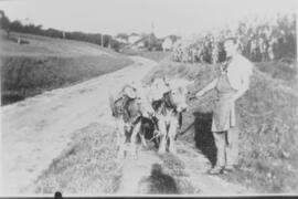 Ochsengespann (Mugeler)