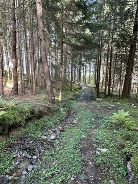 Bilder aus dem Wald