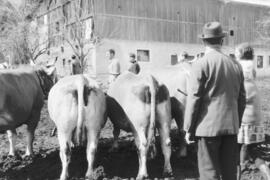 Ausstellung der Braunviehzüchter