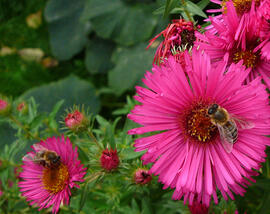 Zwergastern mit Bienen