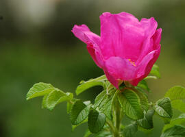 Rose Centifolia