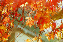 Herbst im Dorf