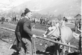 Ausstellung der Braunviehzüchter