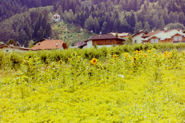 Aus Dorf und Feld