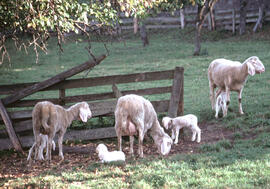 Schafe im Widumanger