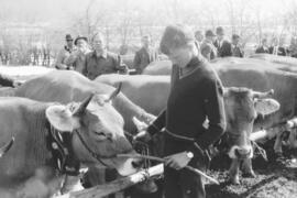 Ausstellung der Braunviehzüchter