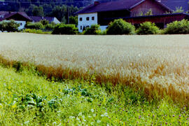 Ansichten in Dorf, Feld und Kalvarienberg