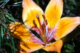 Blüte mit Stempel der Feuerlilie