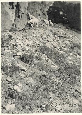 Schafe am Fuße der Plankenspitze, 1948