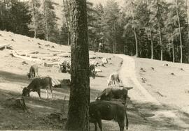 Weidevieh in der Liene, 1957