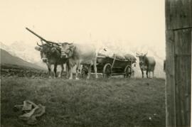 Kartoffelernte in der Wiese, 1957