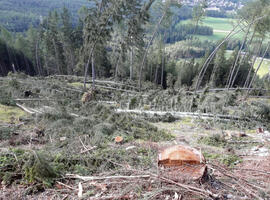 Grünberg Sturmschäden 2023-07-27_5 Neurauter Erich