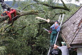 Kapelle Wald Umsturz Linde 57JMF