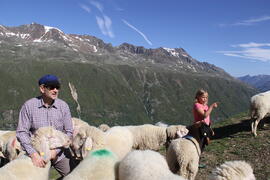 Schafe Obergurgl 2015-07-11_2 JMF