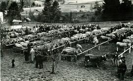 Braunviehausstellung 1959 des Viehzuchtvereins