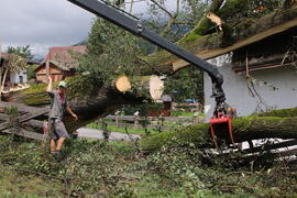 Kapelle Wald Umsturz Linde 74JMF