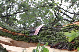 Kapelle Wald Umsturz Linde 51JMF