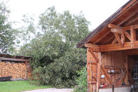 Kapelle Wald Umsturz Linde 30JMF