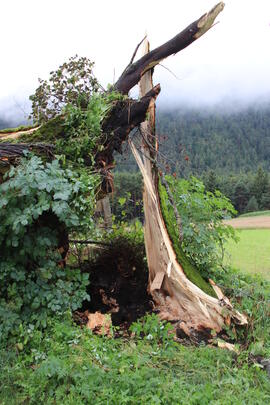 Kapelle Wald Umsturz Linde 26JMF