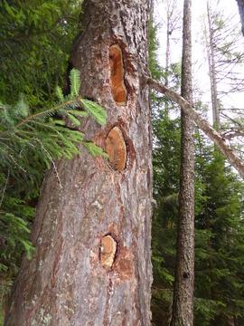 Baum Specht Marienberg 2016-07-24 JMF