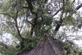 Kapelle Wald Umsturz Linde 12JMF