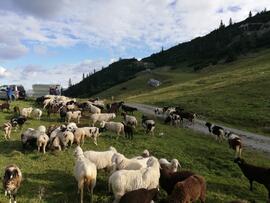 Schafe Obergurgl 2019-09 18-WA0003