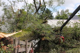 Kapelle Wald Umsturz Linde 71JMF