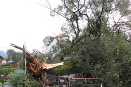 Kapelle Wald Umsturz Linde 34JMF