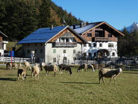 Schafe Arzkastner 2018-11-20 JMF