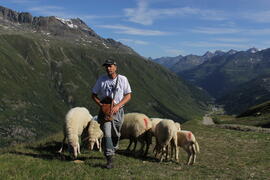 Schafe Obergurgl 2015-07-11_1 JMF