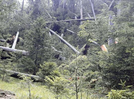 Grünberg Sturmschäden 2023-07-27_2 Neurauter Erich