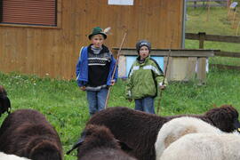 Schafschoad 2012-09-21_7 JMF