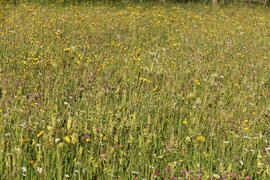 Blumenwiese 2012-05-29 JMF